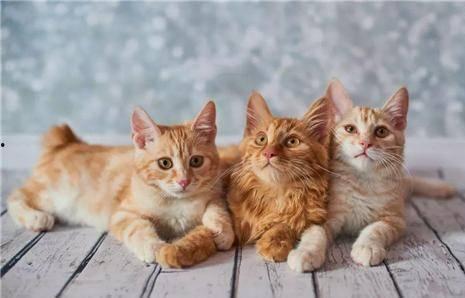 猫咪遥控爆料视频大全集,视频大全集带你领略萌宠趣味瞬间  第2张